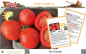 Preview: Tomate * Rio Grande * 50 Samen